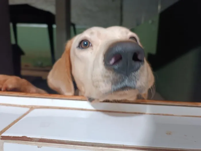 Cachorro raça SRD-ViraLata idade 1 ano nome Chico