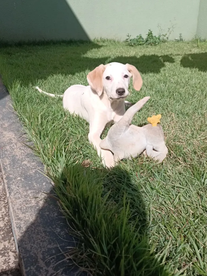 Cachorro raça SRD-ViraLata idade 1 ano nome Chico