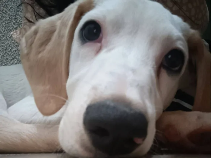 Cachorro raça SRD-ViraLata idade 1 ano nome Chico