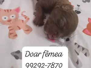 Cachorro raça SRD-ViraLata idade 2 a 6 meses nome Caramelo