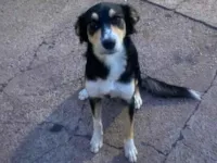 Cachorro raça Bulldog idade 1 ano nome Pérola 