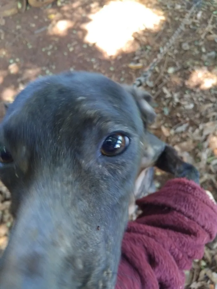 Cachorro raça SRD-ViraLata idade 2 a 6 meses nome Ana Vitória Maciel 