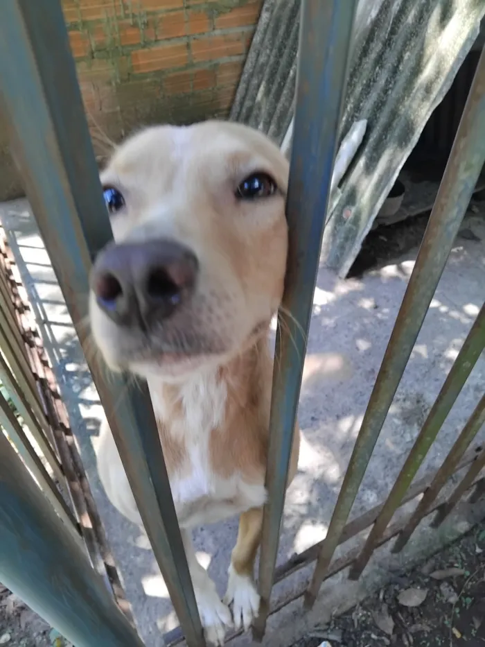 Cachorro raça SRD-ViraLata idade 2 a 6 meses nome Ana Vitória Maciel 