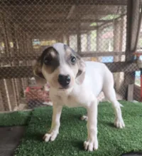 Cachorro raça SRD-ViraLata idade 2 a 6 meses nome Teddy