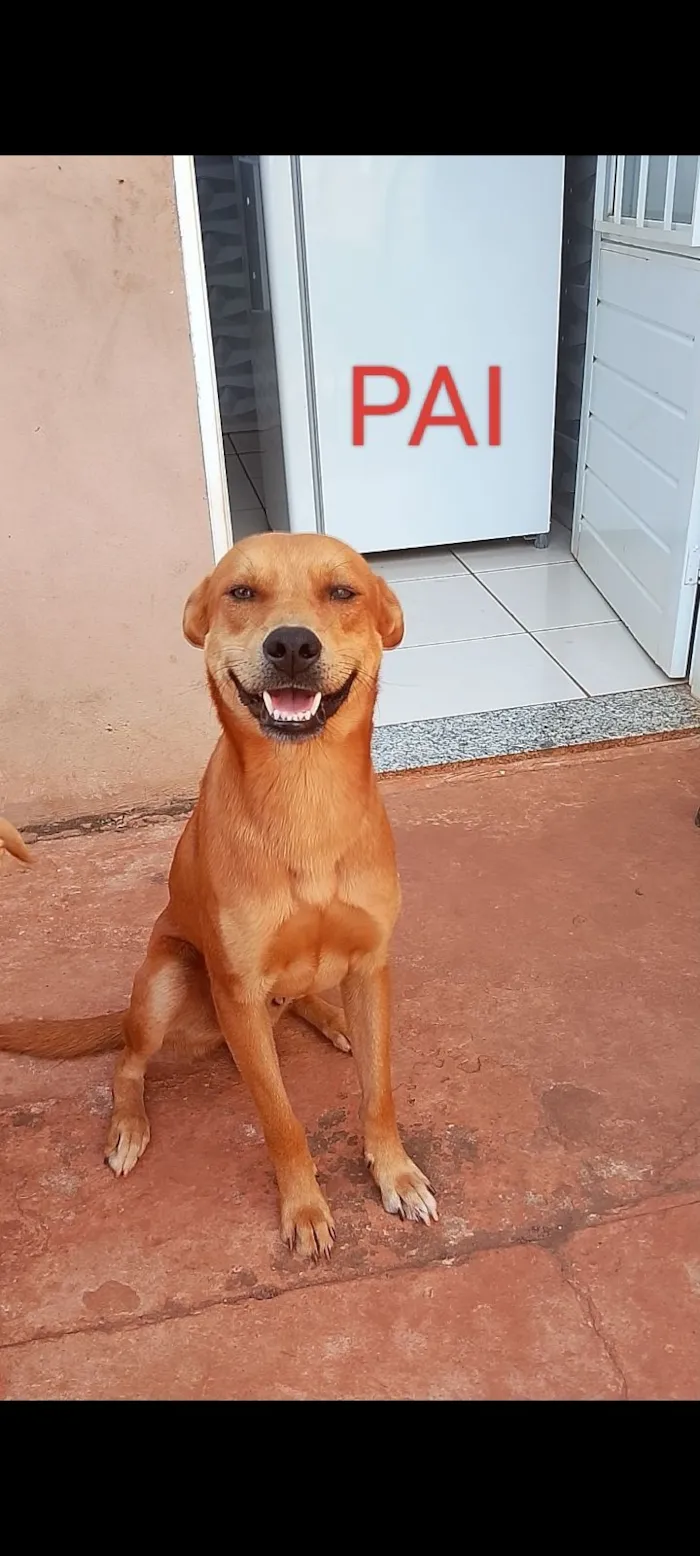 Cachorro raça SRD-ViraLata idade 2 a 6 meses nome Ainda não tem nome 