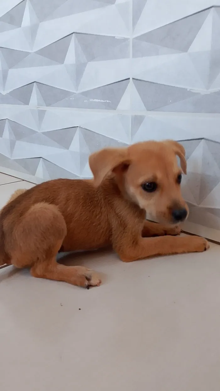 Cachorro raça SRD-ViraLata idade 2 a 6 meses nome Sem nome 