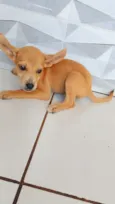 Cachorro raça SRD-ViraLata idade 2 a 6 meses nome Sem nome 2