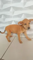 Cachorro raça SRD-ViraLata idade 2 a 6 meses nome Sem nome 3