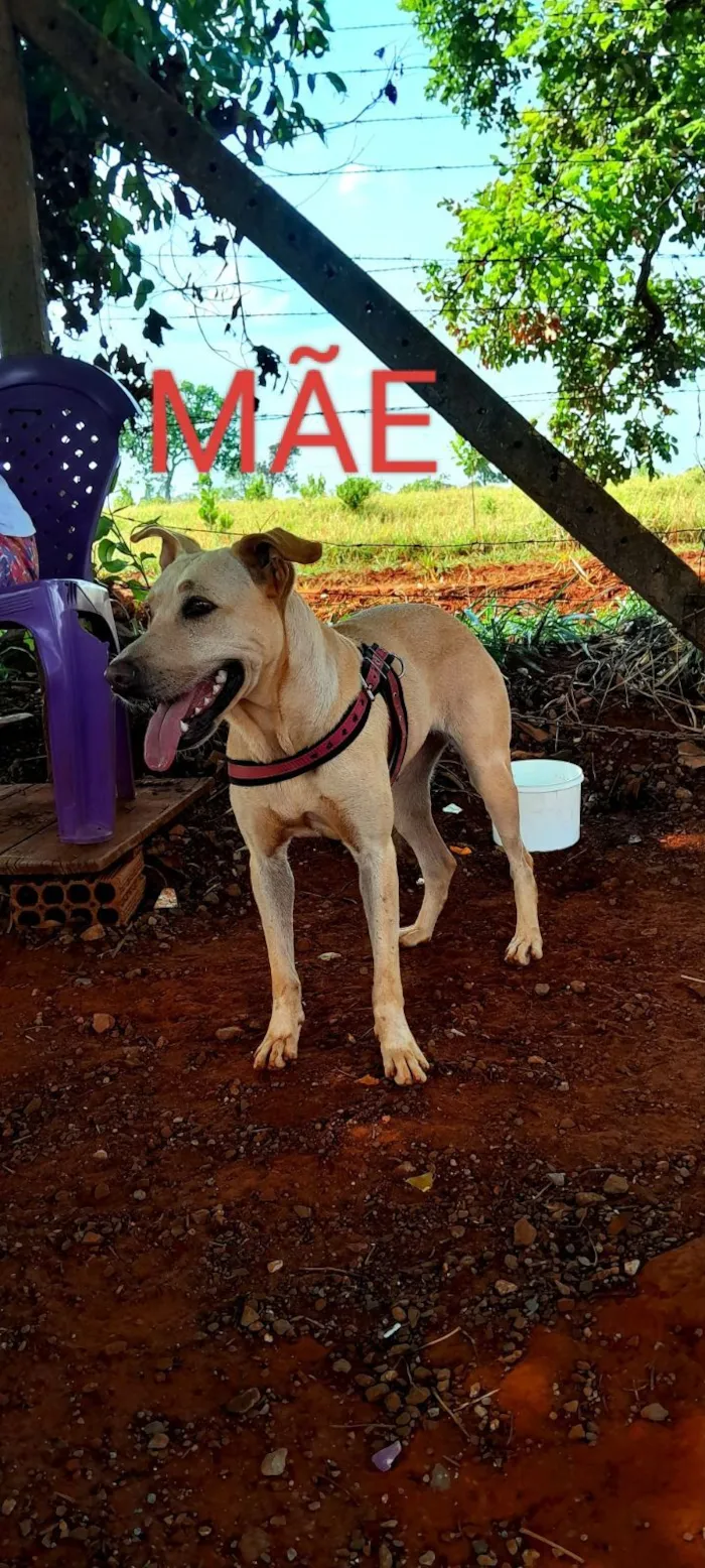 Cachorro raça SRD-ViraLata idade 2 a 6 meses nome Sem nome 3