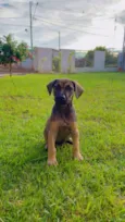 Cachorro raça SRD-ViraLata idade 2 a 6 meses nome Campari