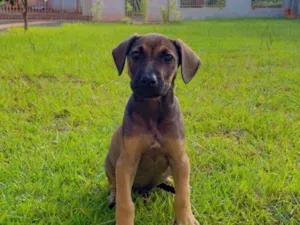 Cachorro raça SRD-ViraLata idade 2 a 6 meses nome Campari