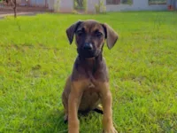 Cachorro raça SRD-ViraLata idade 2 a 6 meses nome Campari