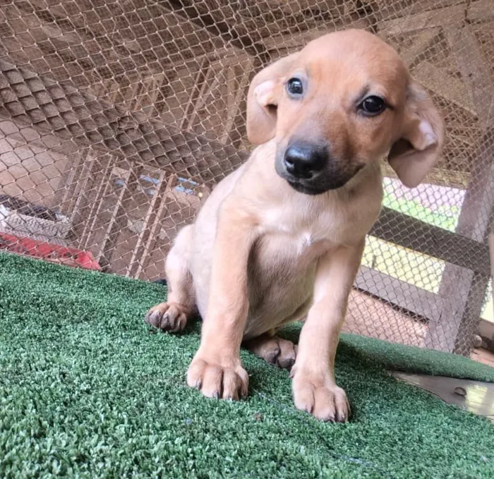 Cachorro raça SRD-ViraLata idade 2 a 6 meses nome Mel