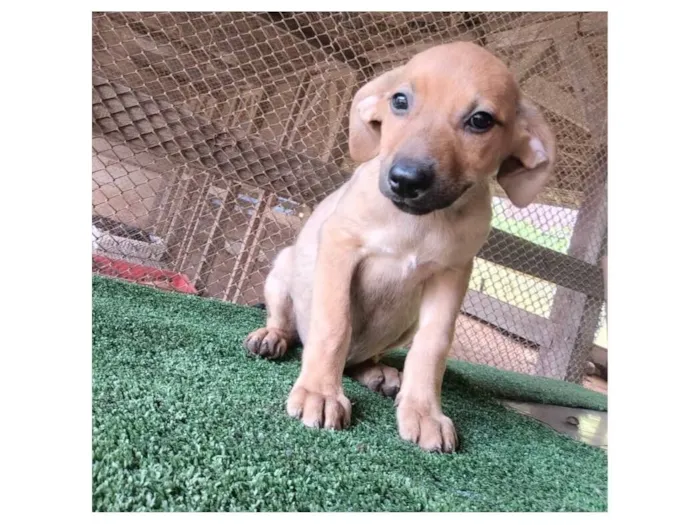 Cachorro raça SRD-ViraLata idade 2 a 6 meses nome Mel