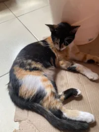 preta,lola,mesclada,pretinho