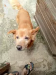 Cachorro raça SRD-ViraLata idade 7 a 11 meses nome Bobi 
