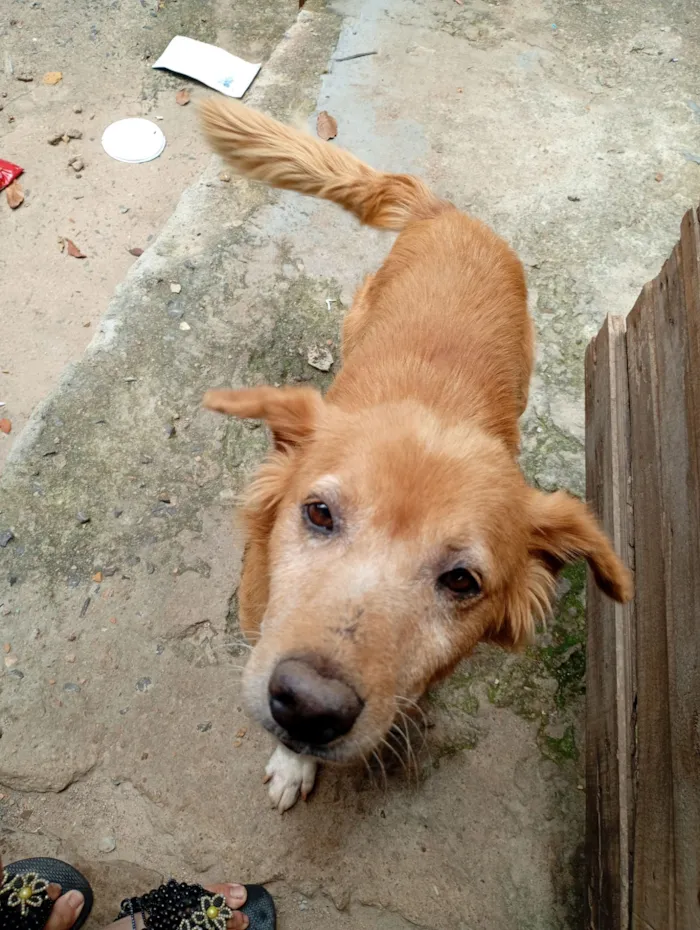 Cachorro raça SRD-ViraLata idade 7 a 11 meses nome Bobi 