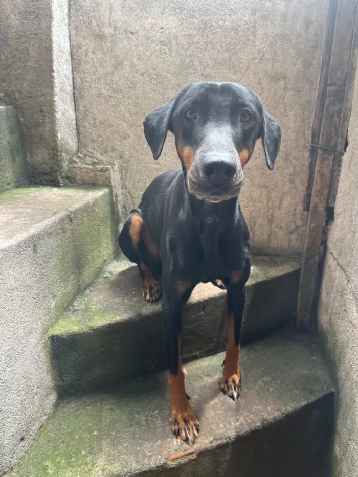 Cachorro raça Dobermann idade 5 anos nome Beck 