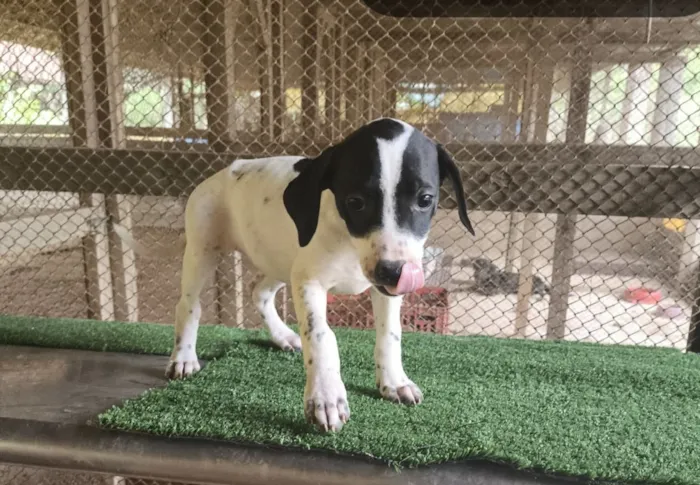 Cachorro raça SRD-ViraLata idade 2 a 6 meses nome Cristal
