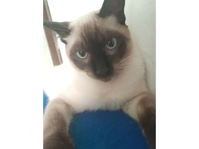 Gato raça SRD-ViraLata idade 7 a 11 meses nome Cotoco