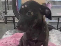 Cachorro raça SRD-ViraLata idade 2 a 6 meses nome Luna