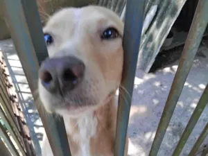 Cachorro raça SRD-ViraLata idade 2 a 6 meses nome Ana Vitória Maciel 