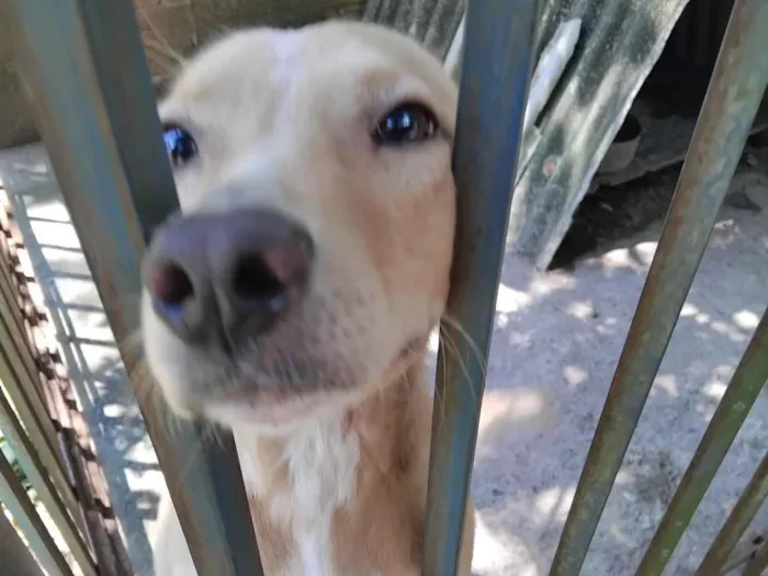 Cachorro raça SRD-ViraLata idade 2 a 6 meses nome Ana Vitória Maciel 