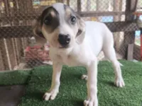 Cachorro raça SRD-ViraLata idade 2 a 6 meses nome Teddy