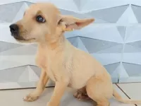 Cachorro raça SRD-ViraLata idade 2 a 6 meses nome Ainda não tem nome 