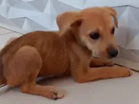 Cachorro raça SRD-ViraLata idade 2 a 6 meses nome Sem nome 