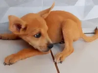 Cachorro raça SRD-ViraLata idade 2 a 6 meses nome Sem nome 2