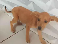 Cachorro raça SRD-ViraLata idade 2 a 6 meses nome Sem nome 3