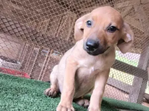 Cachorro raça SRD-ViraLata idade 2 a 6 meses nome Mel