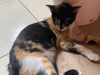 Gato raça Exótico idade 7 a 11 meses nome preta,lola,mesclada,pretinho
