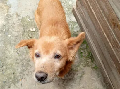 Cachorro raça SRD-ViraLata idade 7 a 11 meses nome Bobi 