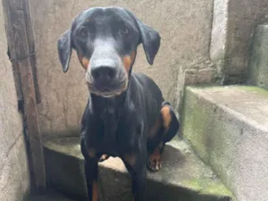 Cachorro raça Dobermann idade 5 anos nome Beck 
