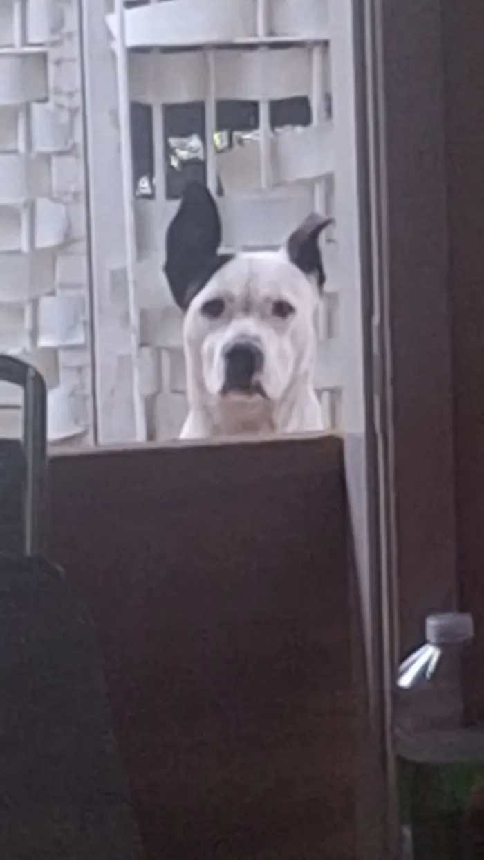 Cachorro raça SRD-ViraLata idade 2 anos nome Lili