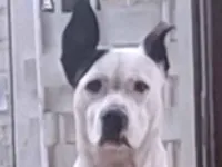 Cachorro raça SRD-ViraLata idade 2 anos nome Lili