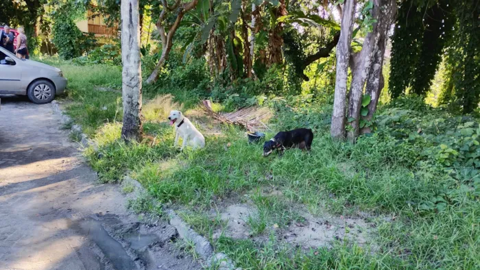 Cachorro raça SRD-ViraLata idade 4 anos nome Antônio 