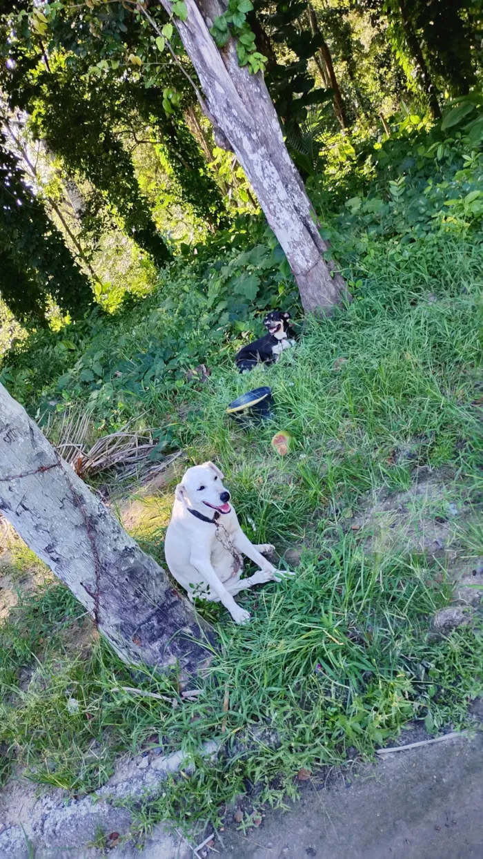 Cachorro raça SRD-ViraLata idade 4 anos nome Antônio 