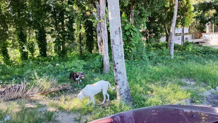 Cachorro raça SRD-ViraLata idade 4 anos nome Antônio 