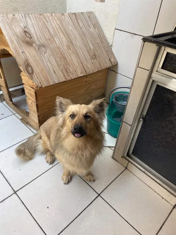 Cachorro raça SRD-ViraLata idade 1 ano nome lucky