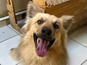 Cachorro raça SRD-ViraLata idade 1 ano nome lucky