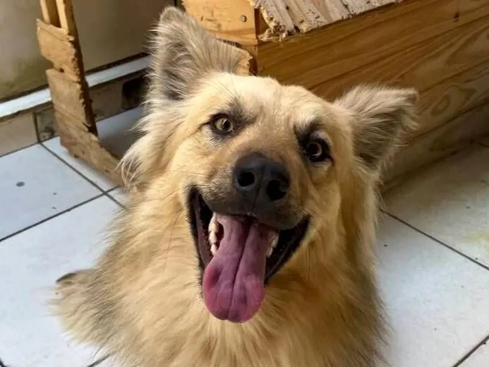Cachorro raça SRD-ViraLata idade 1 ano nome lucky