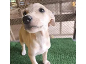 Cachorro raça SRD-ViraLata idade 2 a 6 meses nome Liz