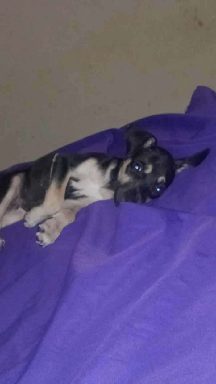 Cachorro raça SRD-ViraLata idade 2 a 6 meses nome Raulf