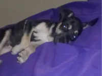 Cachorro raça SRD-ViraLata idade 2 a 6 meses nome Raulf