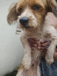 Cachorro raça SRD-ViraLata idade 7 a 11 meses nome Fredy