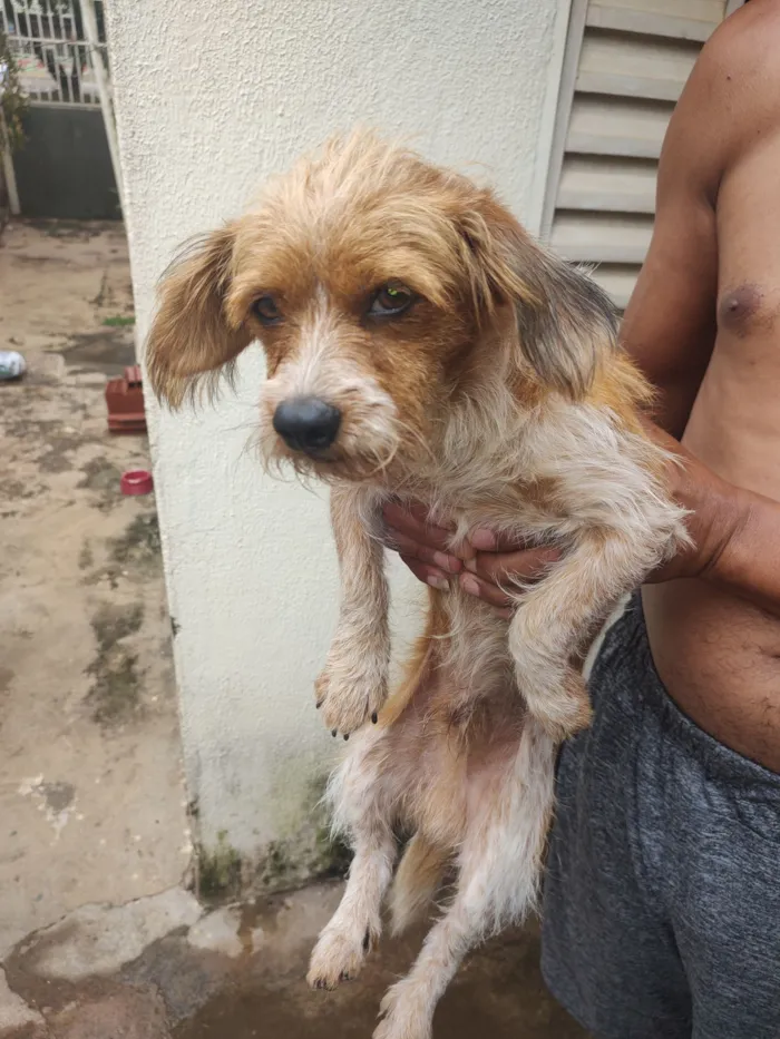 Cachorro raça SRD-ViraLata idade 7 a 11 meses nome Fredy