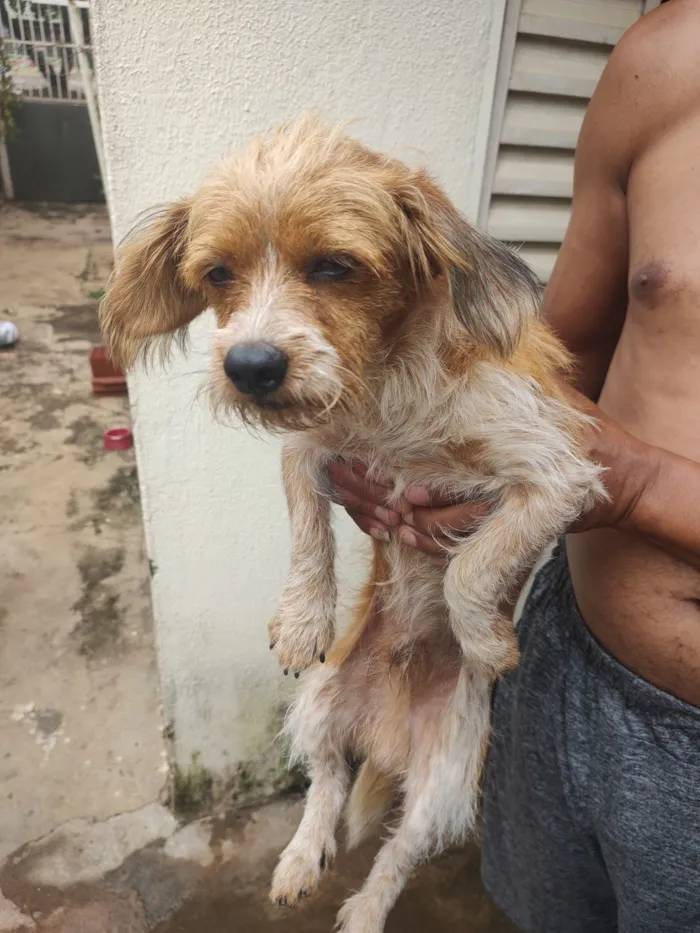 Cachorro raça SRD-ViraLata idade 7 a 11 meses nome Fredy
